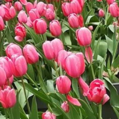 Tulipany Nadziei - wspólna akcja dla Pacjentek wrocławskiego DCO